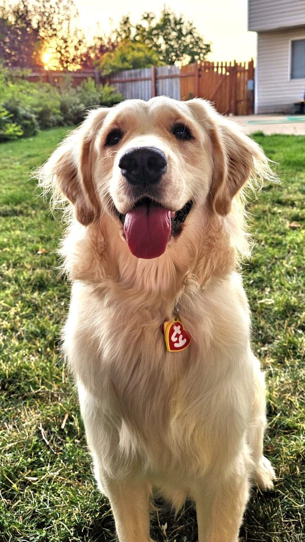 Custom Dog Tag - Image 3